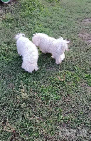 Бишон фризе момче , снимка 9 - Болонка - 53403173