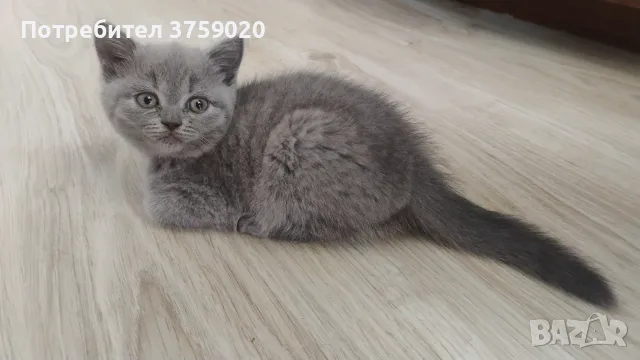 Британски късокосмести, снимка 6 - Британска късокосместа - 55778673