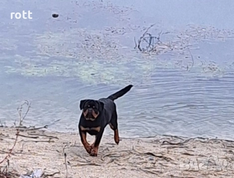 РОТВАЙЛЕР, снимка 3 - Ротвайлер - 52462282