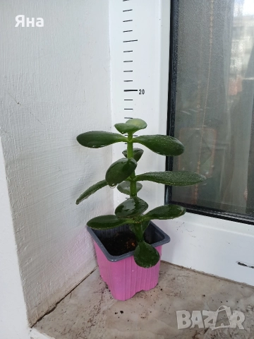 Сукуленти и кактуси , снимка 9 - Стайни растения - 52695803