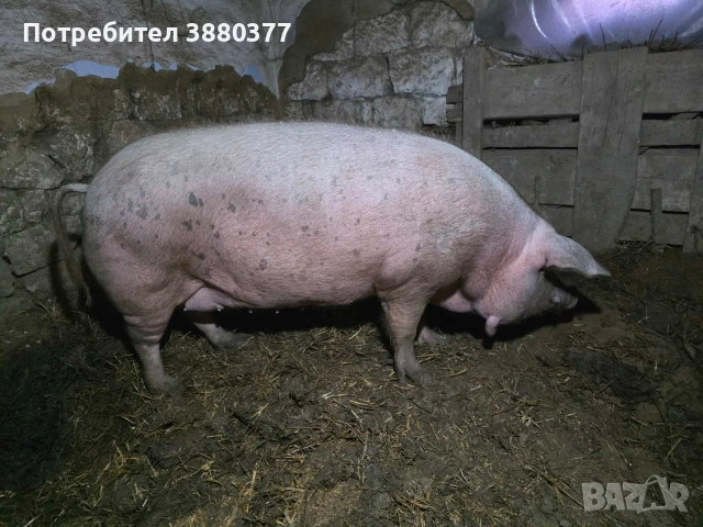 Женско прасе с менгуши, снимка 2 - Прасета - 53771068