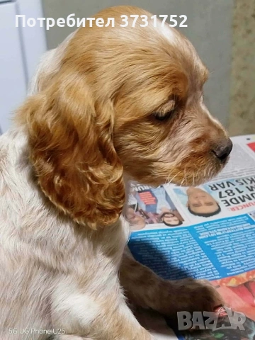 Кучета за трюфели, снимка 6 - Бретон шпаньол - 53282169