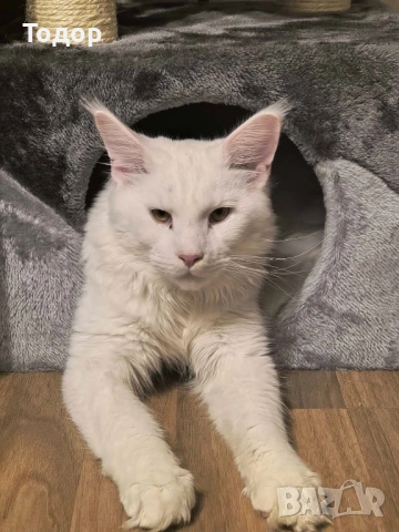 Продавам бял Мейн Куун, 10 месеца, снимка 4 - Мейн кун - 53503569