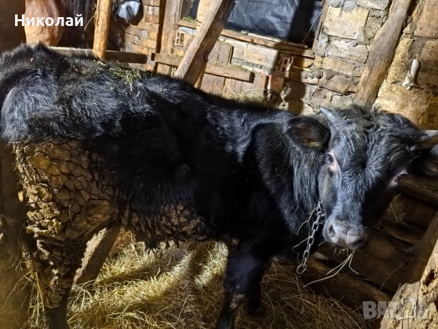 мъжко теле , снимка 2 - Крави - 53244696