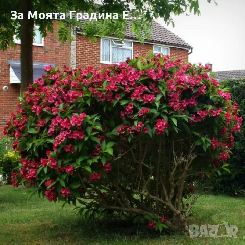 Вайгела, снимка 3 - Градински цветя и растения - 49431876