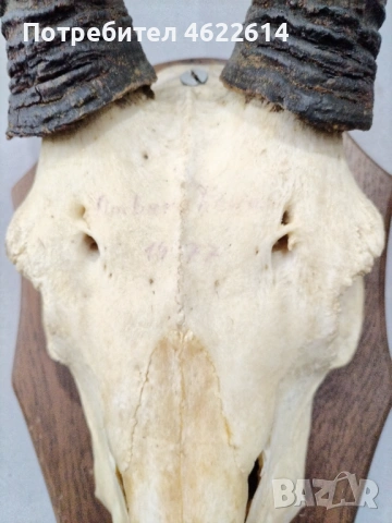 ГОЛЯМ ЛОВЕН ТРОФЕЙ НА АНТИЛОПА, МУФЛОН , снимка 6 - Антикварни и старинни предмети - 53677840