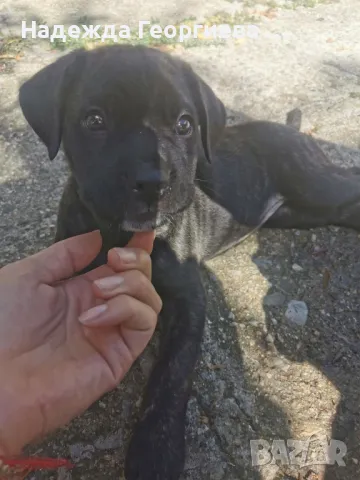 Хотел за котки ,кучета, зайци, гризачи и птици, снимка 7 - Ветеринари и услуги - 48148760