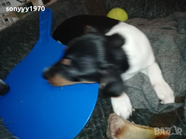 ДЖАК РЪСЕЛ ТЕРИЕР-ЖЕНСКО 0811251601, снимка 12 - Джак ръсел териер - 52343205