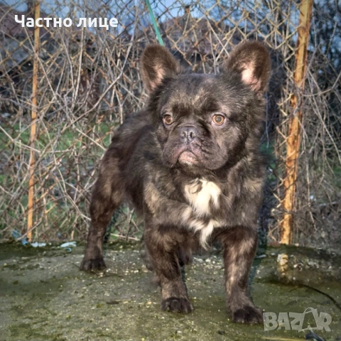 Fluffy френски булдог 