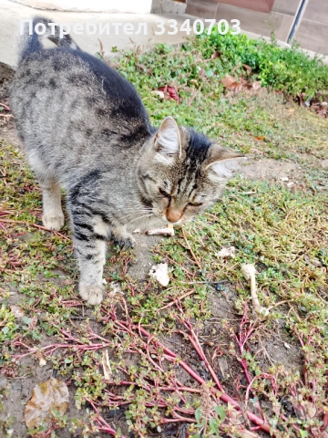 Подарявам коте