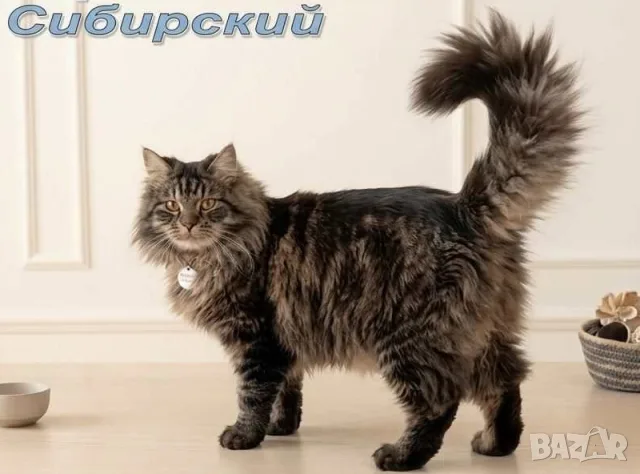 Сибирче, сибирска котка, сибирски котенца, сибирско коте, хипоалергично, момче крем, снимка 12 - Сибирски - 56181080