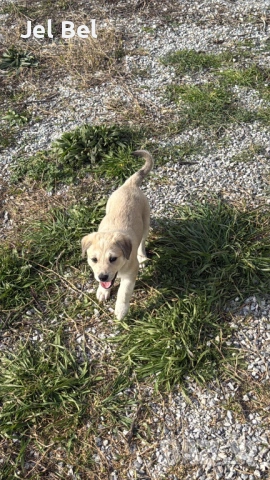 Кученце Кръстоска Алабай Х Белгийска Овчарка с Доставка, снимка 2 - Алабай - 49938706