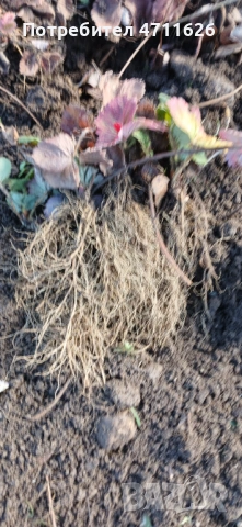 Целогодишен разсад ягоди и малини , снимка 7 - Разсади - 53614067