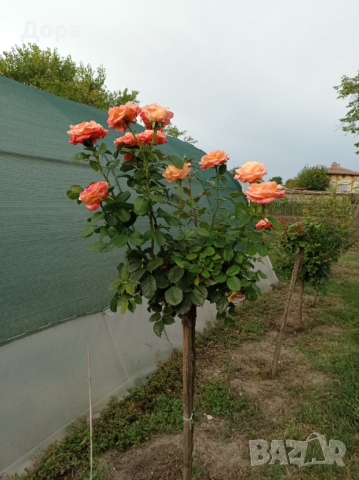 Щамбови рози, цветово разнообразие., снимка 2 - Градински цветя и растения - 44639785