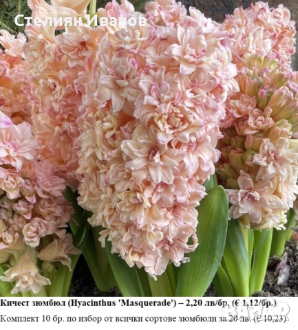 СОРТОВИ ЗЮМБЮЛИ - ЛУКОВИЦИ, снимка 2 - Сортови семена и луковици - 52372807