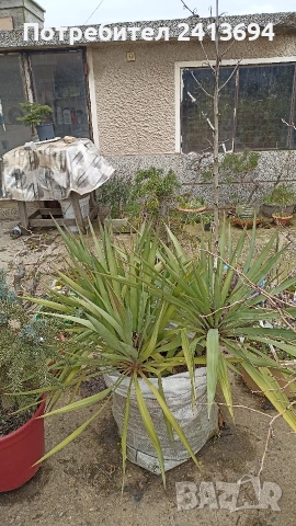 градинска Юка голямо коренище, снимка 3 - Градински цветя и растения - 53723962