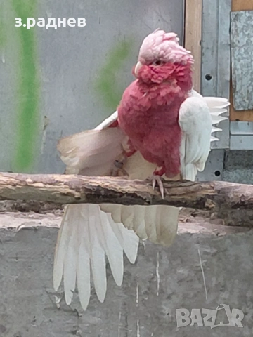 Двойка розаво какаду , снимка 3 - Папагали - 53504666