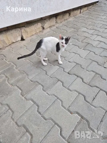 Подарявам котенца, снимка 2 - Други - 56220639