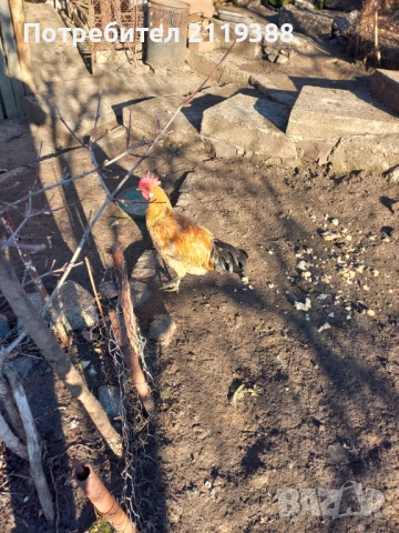 2 бр петлета Италиянка, снимка 5 - Кокошки и пуйки - 52773489