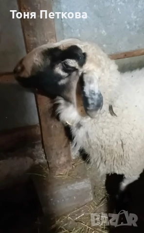 Продавам коч Асаф