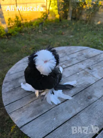 Бухари , снимка 3 - Гълъби - 48210642