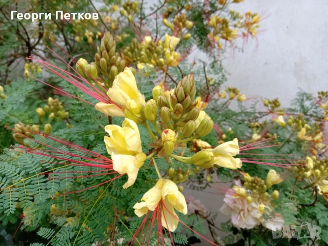 Цезалпиния, Жълта Райска Птица, снимка 7 - Градински цветя и растения - 51306469