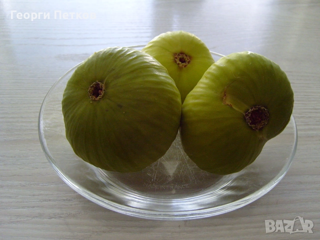 Разсад на смокини в кофичка., снимка 4 - Разсади - 51735187