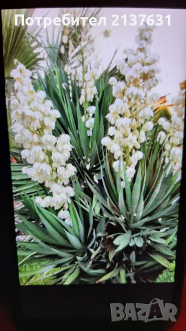 ЛЮЛЯК , ЯПОНСКА ДЮЛЯ и ГРАДИНСКА ЮКА , снимка 7 - Разсади - 36241189