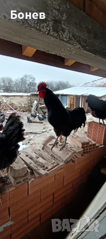 Петли Австролорп, снимка 11 - Кокошки и пуйки - 52185791