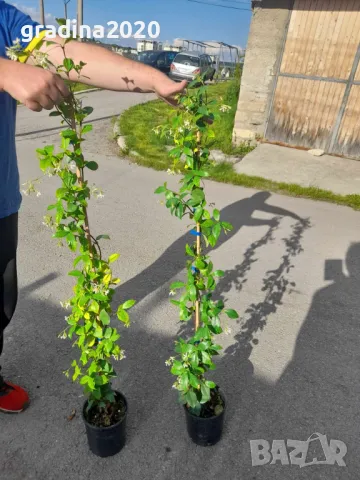 Жасмин вечно зелен Налични 4 вида, снимка 8 - Разсади - 49939528