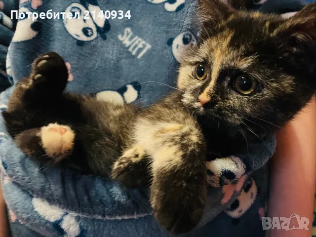 Чистокръвно Британско котенце, момиче , снимка 1