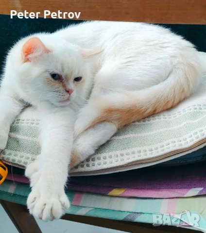 Шотлански късокосмести котета