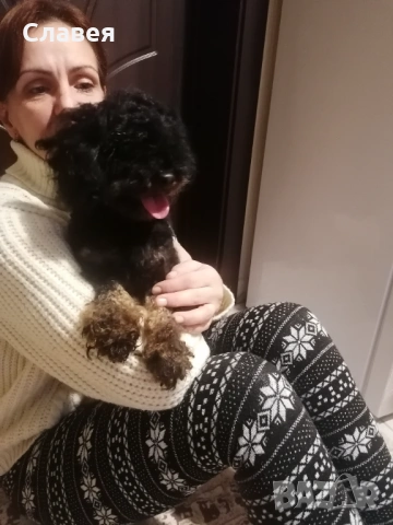 Продавам мини пудел 