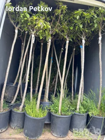 Кълбовидна Каталпа 