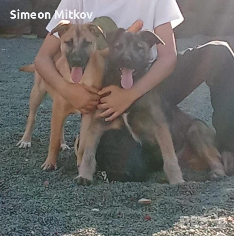 продавам две кучета мъжко и женско ваксиниране може и бартер с друго куче  0894923958