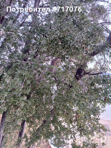 семена от каменен дъб , снимка 3 - Сортови семена и луковици - 53201685