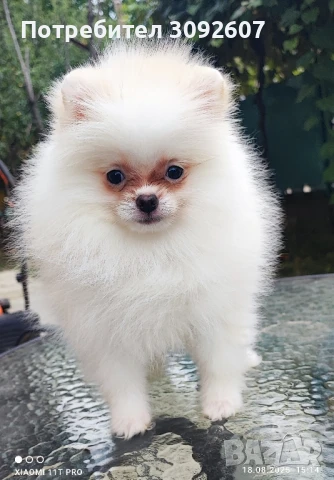 Померанче женско , снимка 1