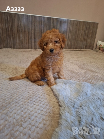 Мини пудел, снимка 2 - Пудели - 52902212