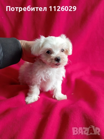 Малтезер момиче на 2 месеца , снимка 4 - Болонка - 52749307