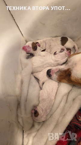 Джак ръсел териер родени на 29.11.25, снимка 7 - Джак ръсел териер - 52606975