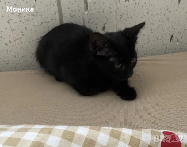 малко женско коте, снимка 2 - Други - 56335158