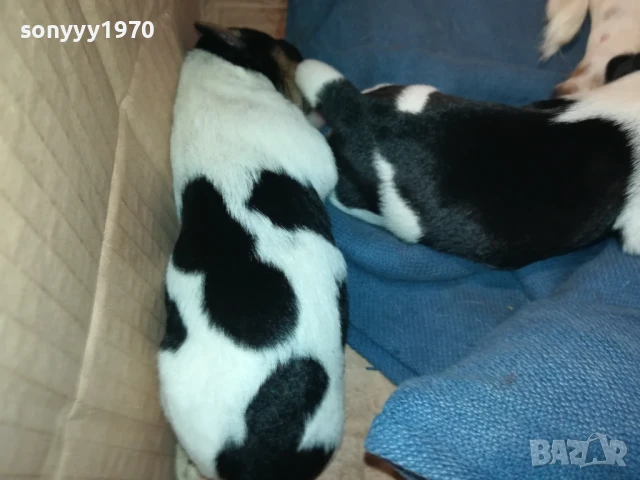 ДЖАК РЪСЕЛ-КУТРЕТА 250ЛВ ЗА ЕДНО 1708251005, снимка 14 - Джак ръсел териер - 51390012