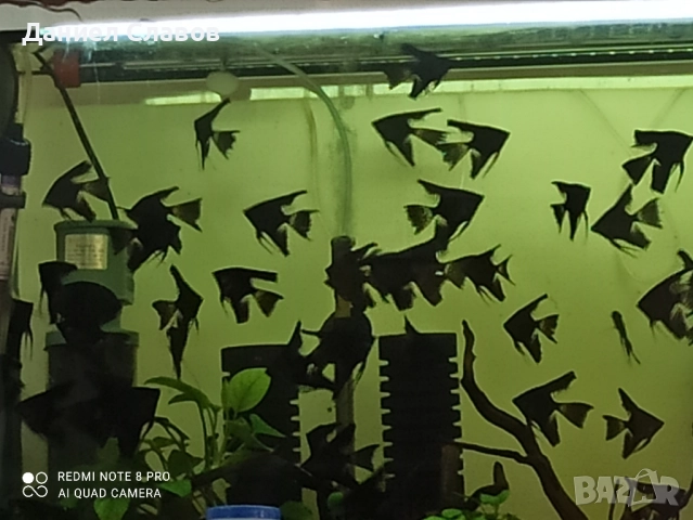 Черни воални скаларии , снимка 6 - Рибки - 52035182