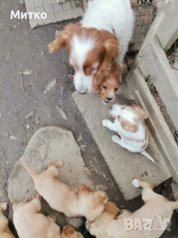 Кокер шпаньол, снимка 7 - Шпаньоли - 52671231