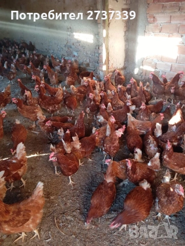 Кокошки носачки ломан браун