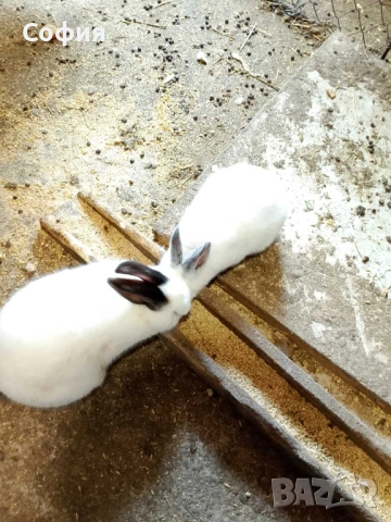 Продавам калифорнийски зайци