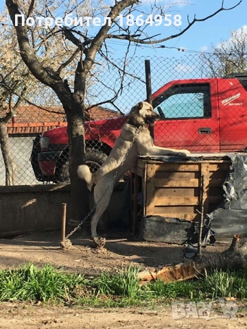 ТУРСКИ КАНГАЛ Доставка, снимка 6 - Кангал - 53765320