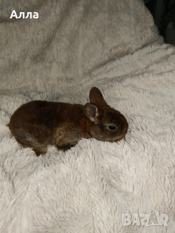Голландско джуджета и Рекс, декоративно зайчета. , снимка 6 - Декоративни зайчета - 52861714