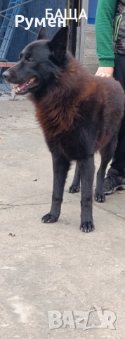 Немска овчарка , снимка 3 - Немска овчарка - 52705663