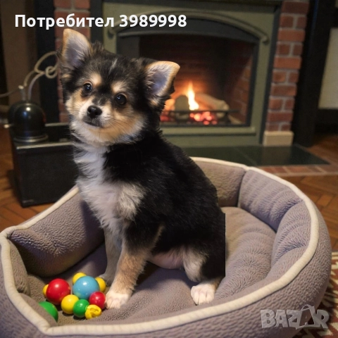 Момиче мини шпиц, снимка 2 - Шпиц - 52815084